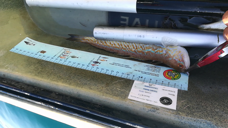 Fish Measure Picture