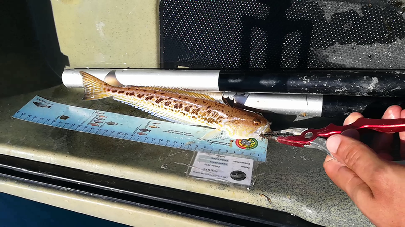 Fish Measure Picture