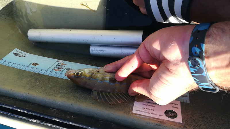 Fish Measure Picture