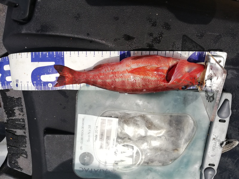 Fish Measure Picture