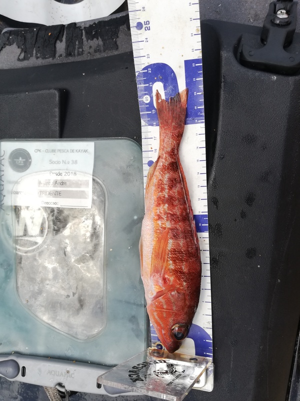 Fish Measure Picture