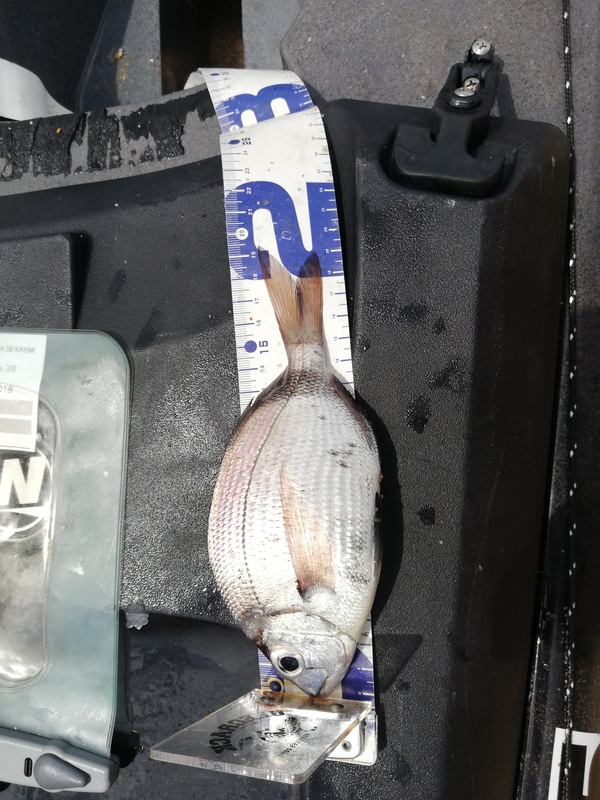 Fish Measure Picture