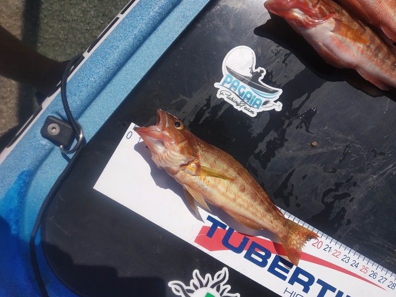 Fish Measure Picture