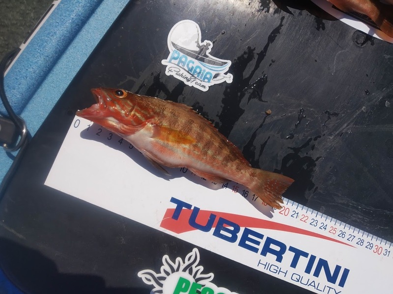 Fish Measure Picture