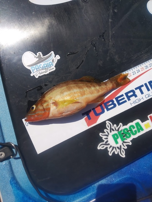 Fish Measure Picture