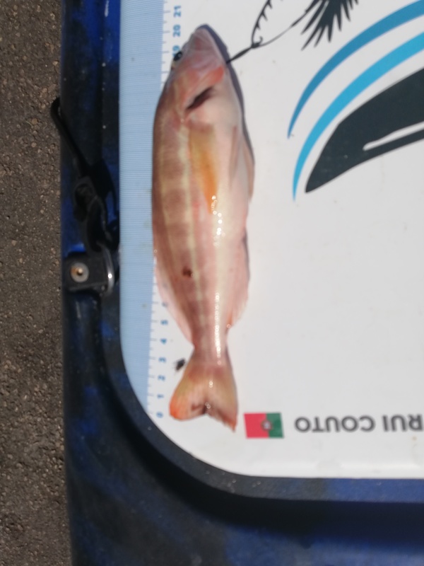 Fish Measure Picture