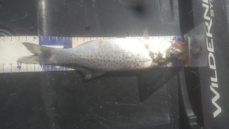 Fish Measure Picture