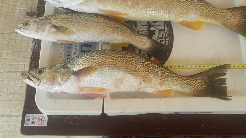 Fish Measure Picture
