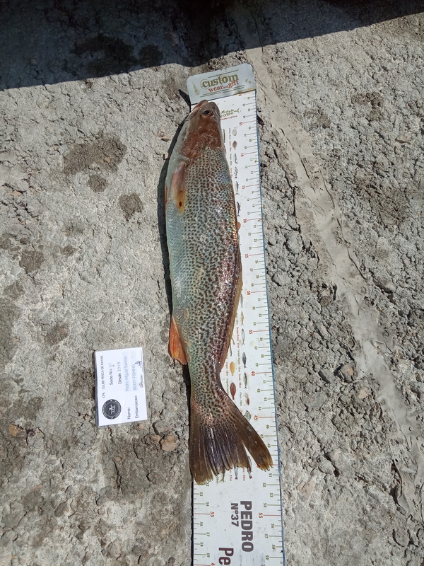 Fish Measure Picture