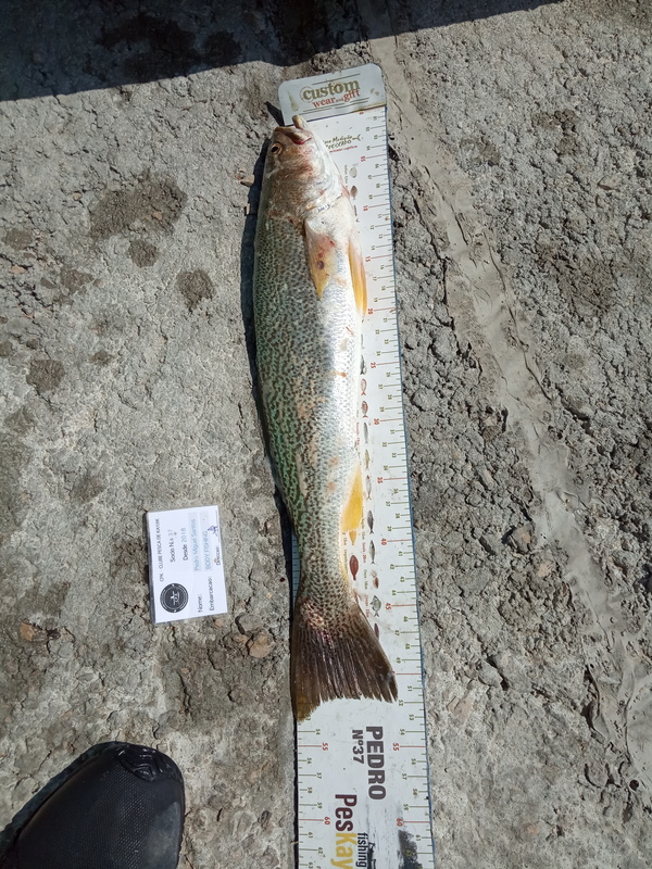 Fish Measure Picture