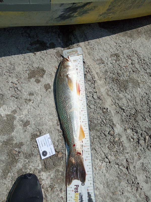 Fish Measure Picture