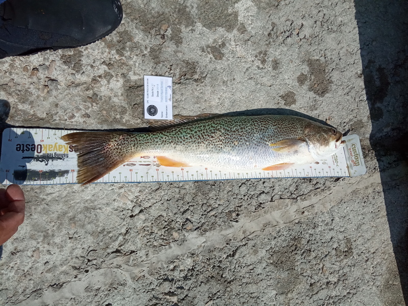 Fish Measure Picture