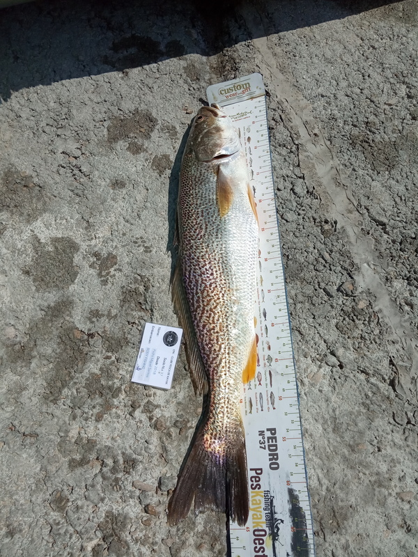 Fish Measure Picture