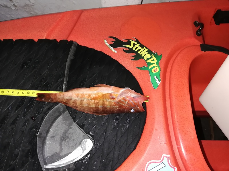 Fish Measure Picture