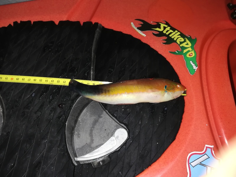 Fish Measure Picture