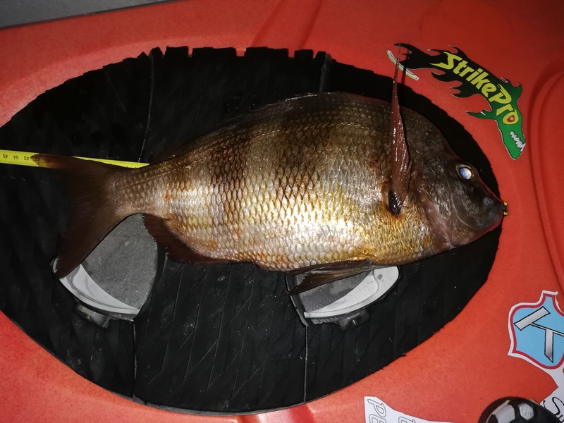 Fish Measure Picture