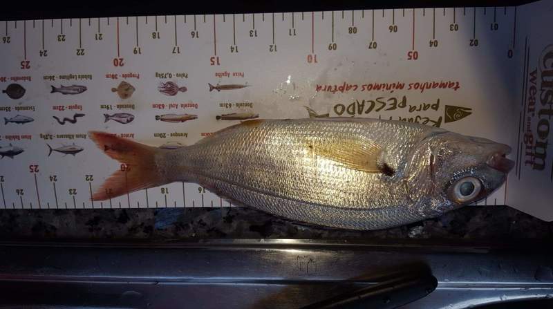 Fish Measure Picture