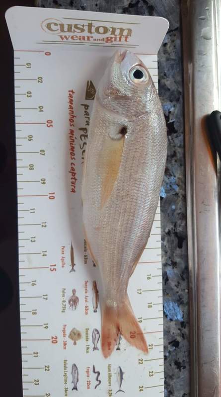 Fish Measure Picture