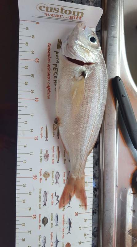 Fish Measure Picture