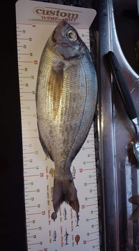 Fish Measure Picture