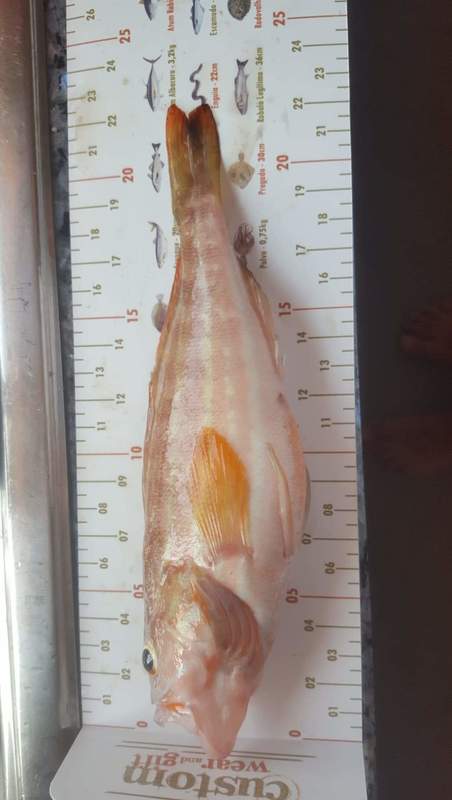 Fish Measure Picture