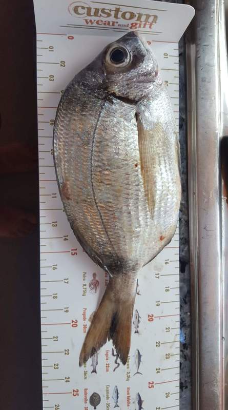 Fish Measure Picture