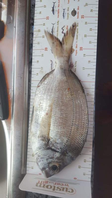 Fish Measure Picture