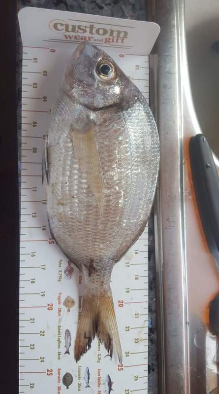 Fish Measure Picture