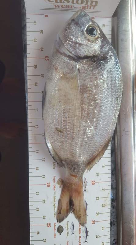 Fish Measure Picture