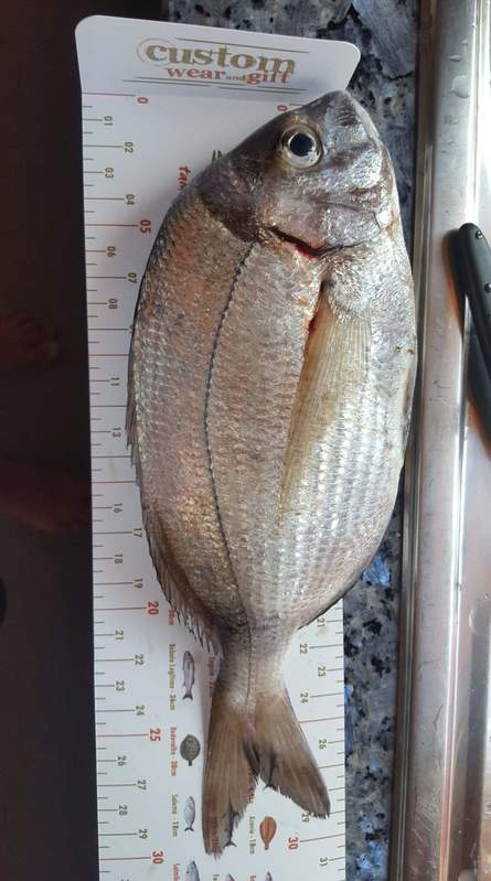 Fish Measure Picture