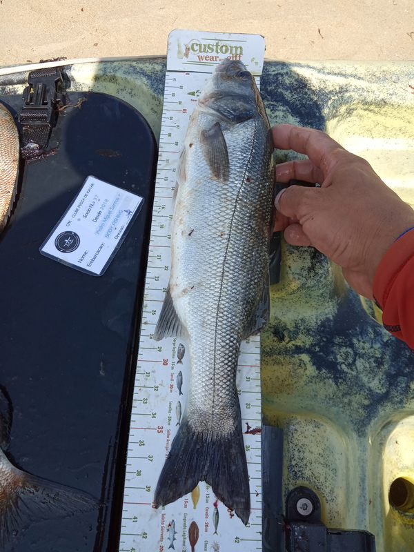Fish Measure Picture