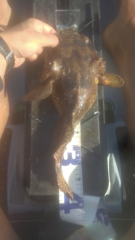 Fish Measure Picture