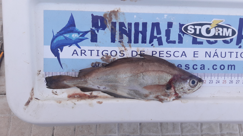 Fish Measure Picture