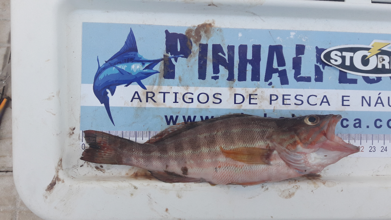 Fish Measure Picture