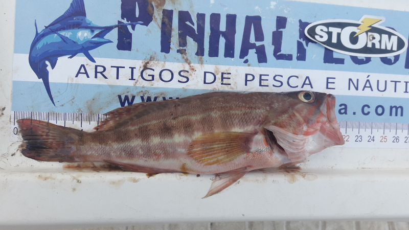 Fish Measure Picture