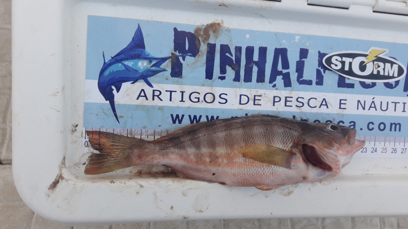 Fish Measure Picture