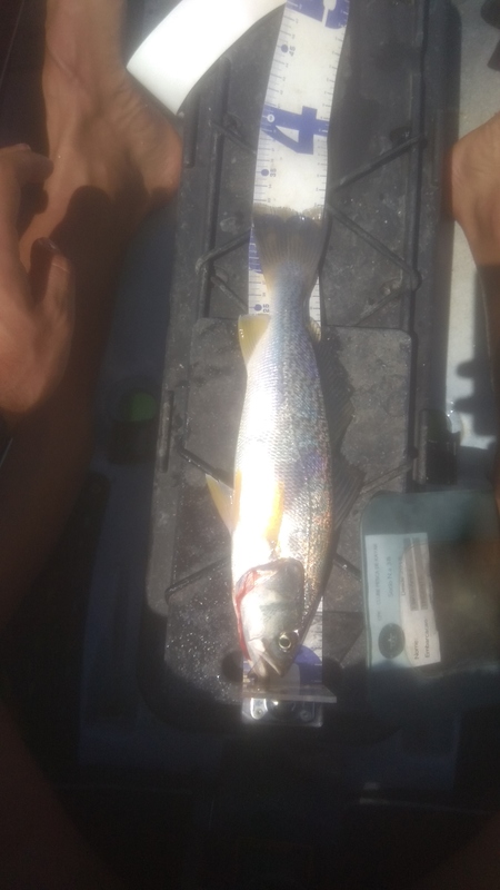 Fish Measure Picture