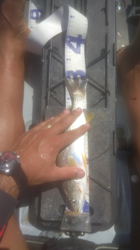 Fish Measure Picture