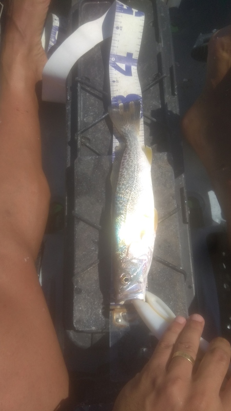 Fish Measure Picture