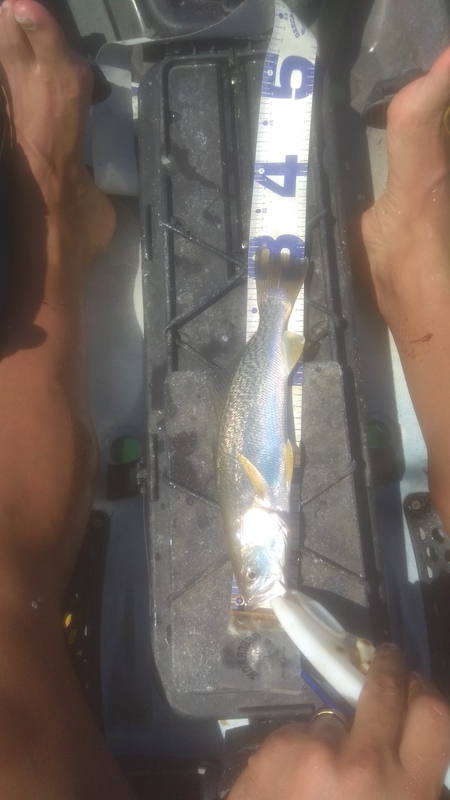 Fish Measure Picture