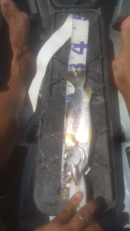 Fish Measure Picture
