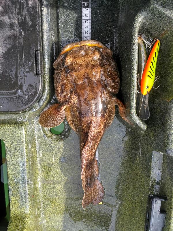 Fish Measure Picture