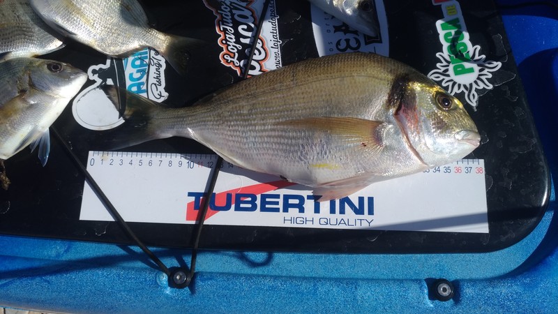 Fish Measure Picture