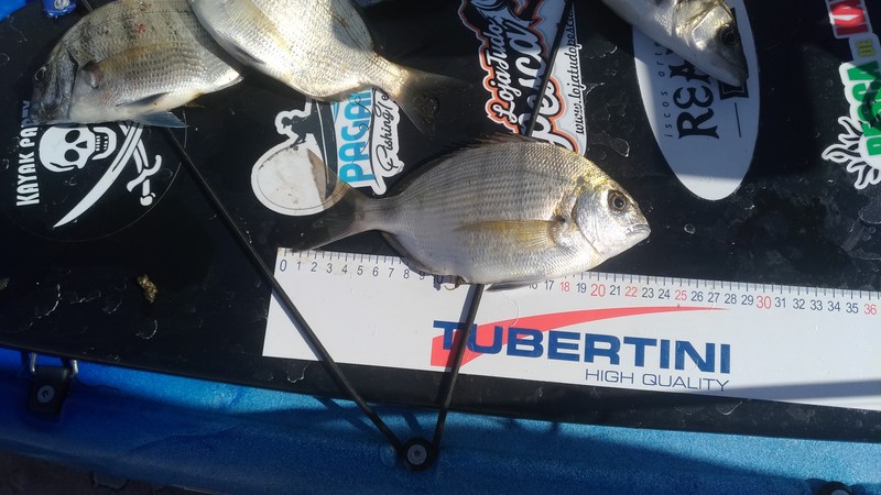 Fish Measure Picture