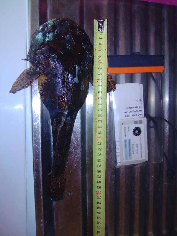 Fish Measure Picture