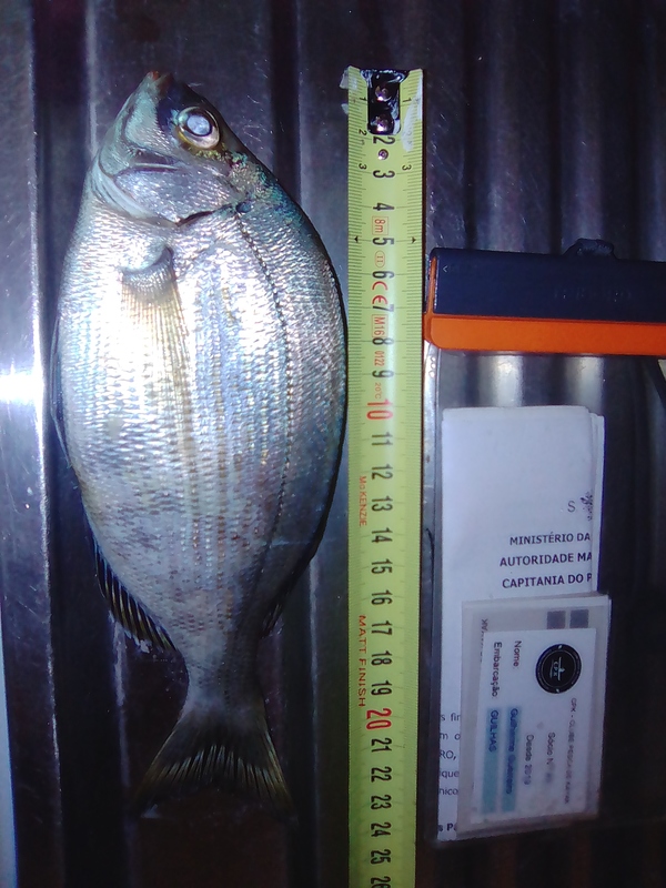 Fish Measure Picture
