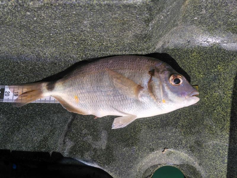 Fish Measure Picture
