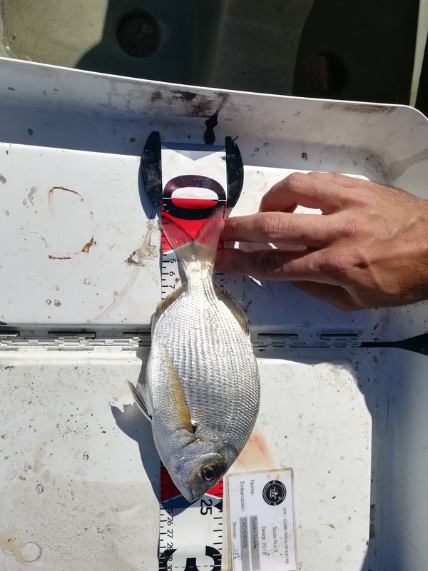 Fish Measure Picture
