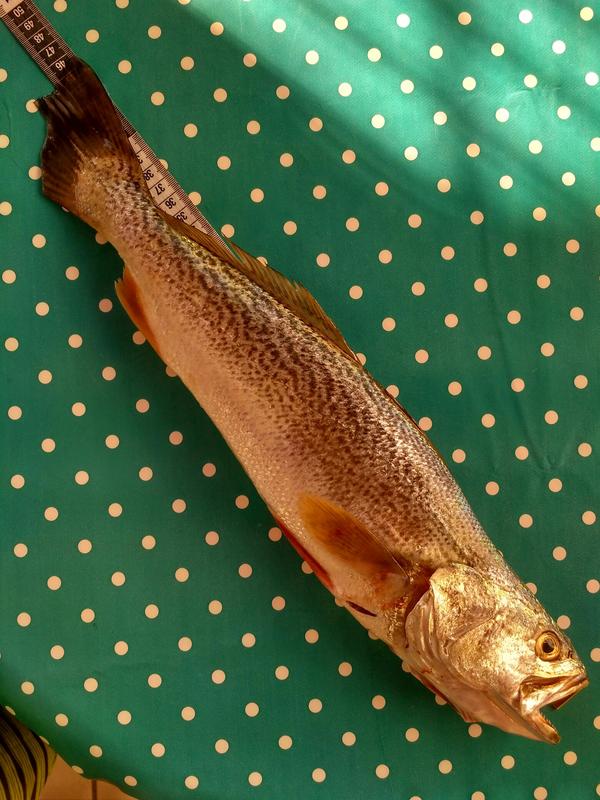 Fish Measure Picture