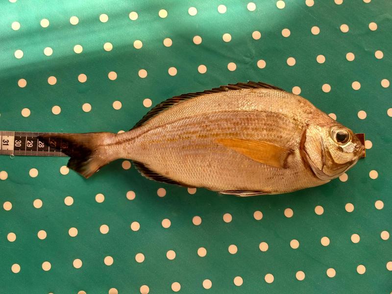 Fish Measure Picture
